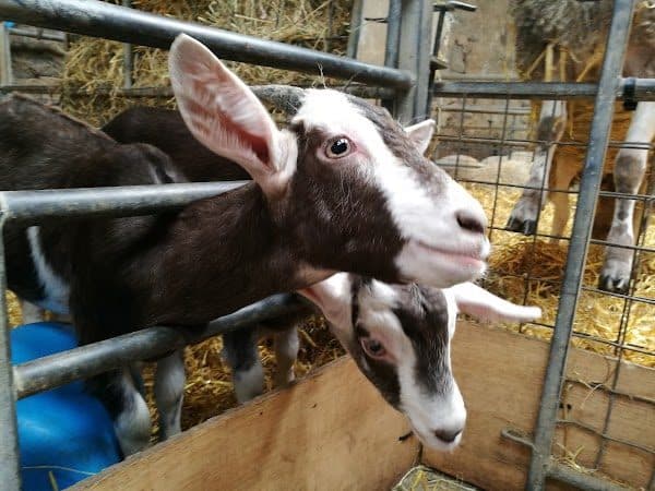 Foel Farm Park | Parc Fferm Foel