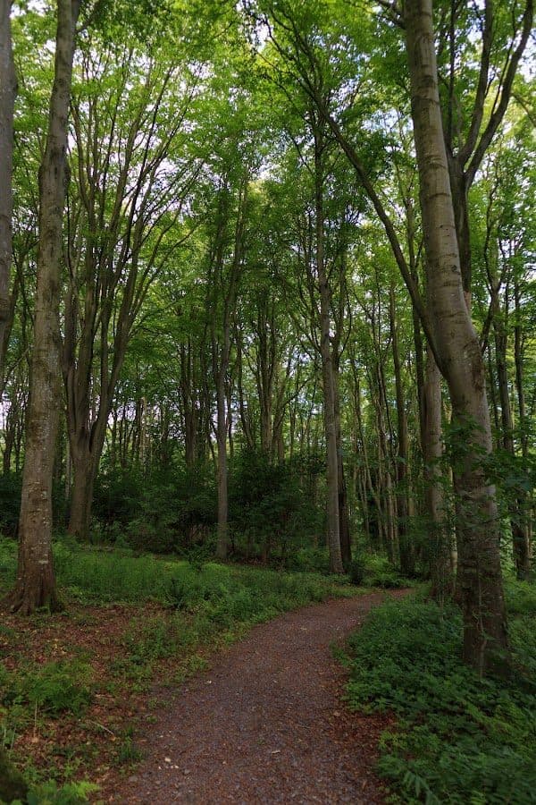 Llwybr Coedwig Woodland Path