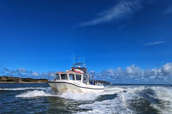Seacoast Safaris