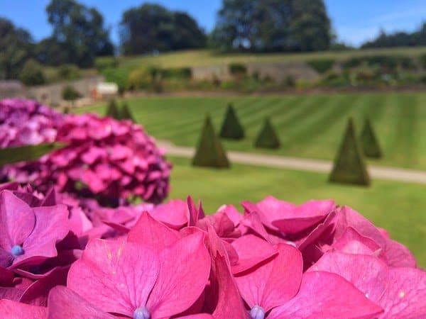 Plas Cadnant Hidden Gardens with stone staircase and blue hydrangeas